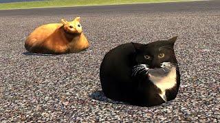 Maxwell Cat and Chonk Assetto Corsa +DOWNLOAD // Assetto Corsa cursed mods #13