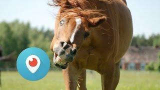 Periscope on Android Tutorial: Your Periscope Profile [part 1]