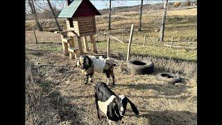 Goat Breeding Season!