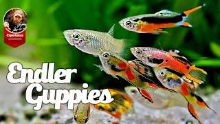 Endler Guppies Care Guide