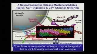 Mechanism of Neurotransmitter Release, Thomas C. Sudhof - DCU Nobel Lecture Series