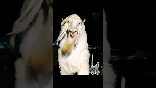 The Most Beautiful Hansa Of 2022 "Baba" Maaz Goats Pune