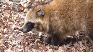 Tanuki on Miyajima Island