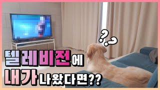 본인 유튜브 영상 직접 검토하는 강아지 Puppy reviewing her own YouTube video