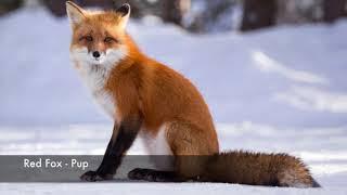 Cenozoic Survival - Red Fox Sounds