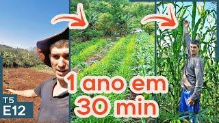 Time lapse montando agrofloresta pra milho e feijão