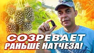 КОЛАМБИЯ ГИГАНТ ЭТО УЛЬТРА РАННИЙ СОРТ БЕЗШИПОЙ ЕЖЕВИКИ СОЗРЕВАЕТ РАНЬШЕ НАТЧЕЗА