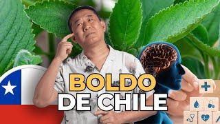 BENEFÍCIOS DO BOLDO DE CHILE | Peter Liu