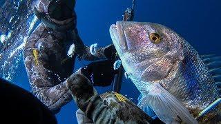 Spearfishing Dentex the Golden Queen - Ψαροτούφεκο Συναγρίδα η Χρυσή βασίλισσα