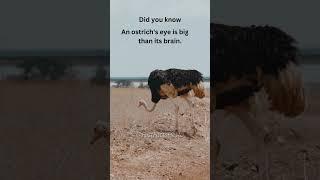 The Fascinating World of Ostrich Vision!  #shorts #trending #subscribe #ostrich #ostrichbird