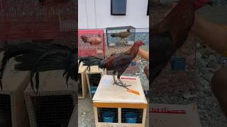 Unboxing paket ayam AK47 buat di pakai breeding 2 jantan,7 betina #527 #KOOKIKO