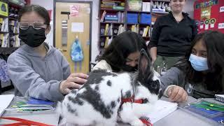 Pets of PWCS - Meet Oreo who brightens days at West Gate Elementary School