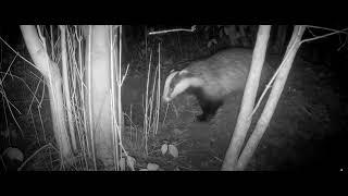 Badger being screamed at by fox