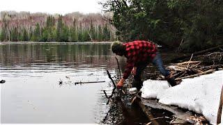 Beaver Trapping, Skinning, Cooking - Stories of Life in the Bush