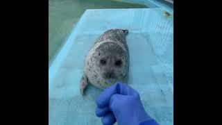 Seal video archive museum: he misses u  