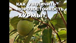 Как сберечь хурму зимой?