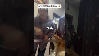 Seekor anjing LUCU yang lari takut ikutan dimarahi #lucuabis #lucungakak #hewanlucu #shorts #viral