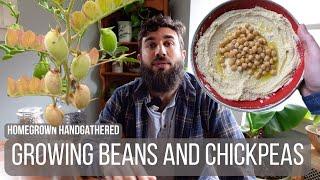 Growing Beans and Chickpeas (Planting to Harvest)