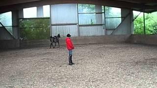 Breaking A Horse Properly With Alvin R Boudy Jr (part four)