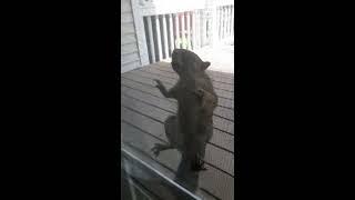 Funny Squirrel trying to get into the house