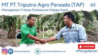 MT TRIPUTRA NGAPAIN AJA? BELAJAR PANEN SENDIRI!, Management Trainee TAP Batch 46 Kelapa Sawit part 1