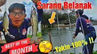 Mancing Belanak Pass di Sarangnya, Kewalahan Strikeeee..!!