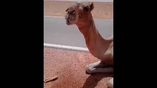 Thirsty Camel found in Algerian Sahara Under 60° Degree