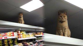 Cheeky Cat Sneaks Into Supermarket Every Day And Refuses To Leave