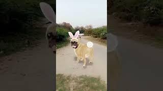 #shotsvideo #dogs #funny #nicevideo