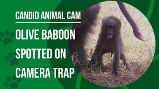 What is an olive baboon? | Candid Animal Cam