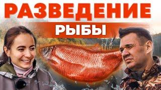 Разведение карпа и карася. Заработок на рыбе.  Как взять озеро в аренду? Андрей Даниленко