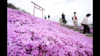 Pink carpet of moss phlox in Hokkaido