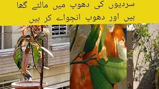 Dooop my bath ky malty khy or gooory chitty ho jy | orange face pak | Orange enjoy winter