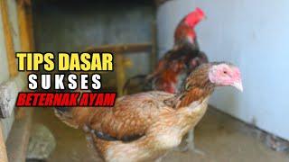 5 Faktor Dasar Agar Sukses Beternak Ayam