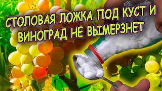 Подсыпьте осенью одну ложку под куст и виноград не вымерзнет зимой! Виноград выращивание осенью.