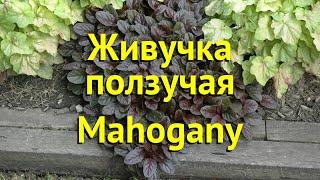 Живучка ползучая Махогон. Краткий обзор, описание характеристик ajuga reptans mahogany Mahogany