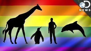 How Common Are Gay Animals?