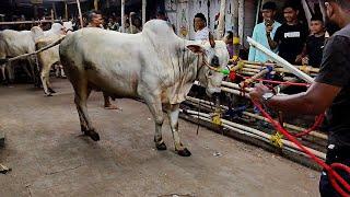 Most Dangerous cows unloading in Tiljala 2024 #angrykankraj #cowunloading @PETSDEEWANGI