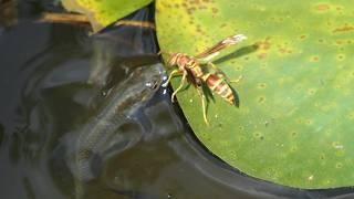 Paper Wasp drinks water as Mosquitofish lurk below