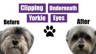 How To Groom Yorkie Eyes & Face | Pet Grooming Tutorial