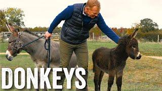 Thinking of keeping donkeys? - Adam Henson's Farm Diaries - Ep23