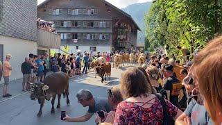 Alptag in Schwarzenberg: Ankunft der Alpe Obere und Wildgunten