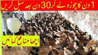 Small Business Ideas of Hen Farming In Pakistan l Golden Misri Murghi ka Kam kesay Start krna