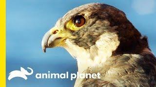 Fierce and Fast Falcon Flight | Animal Bites with Dave Salmoni