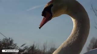 Swan Encounter