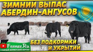 Как содержат более 7000 Ангусов зимой в Казахстане? Холодный метод содержания КРС. Бычки. Телята.