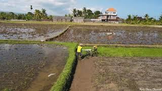 Lagu Bali : Sopir Traktor Widi Widiana # Video Drone Mata Dewa Channel