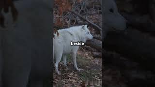 Luna the Gray Wolf: A Symphony of Wilderness Beauty"