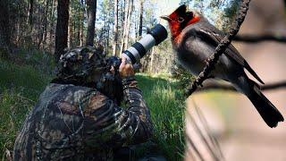 Photographing RED-FACED WARBLERS At 7000 FT In The Gila Forest: BIRD PHOTOGRAPHY