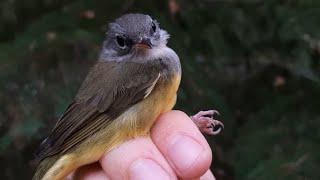 BirdBytes - MacGillivray's Warblers and the Mountain Divide